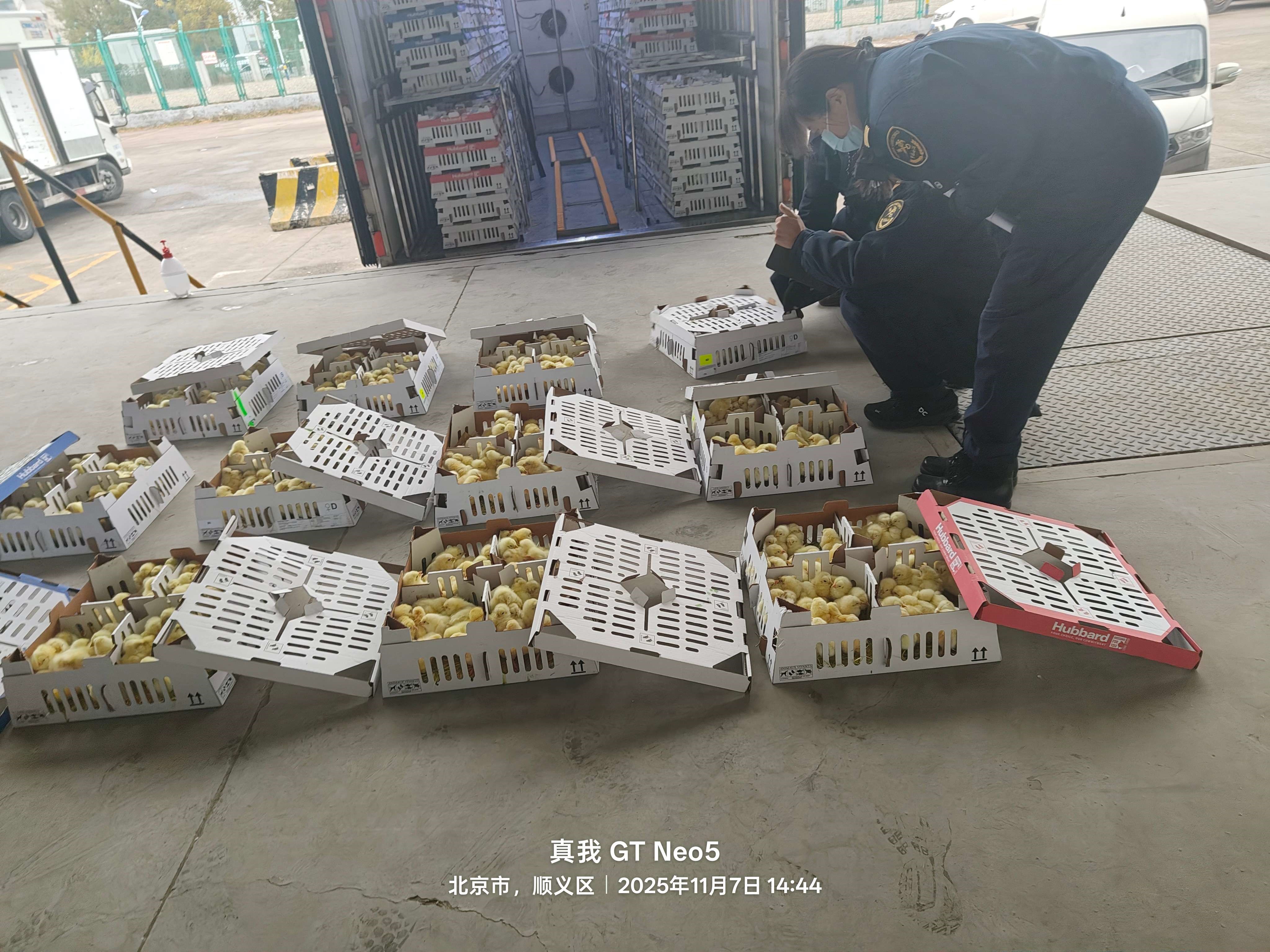 【引种】优德88股份年内第十四批祖代种鸡顺利入境 累计引种占全国近半